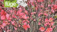 Chaenomeles japonica, japánbirs hosszan virágzik márciusban, messziről is nagyon látványos az élénk színű virágzó bokor. #kertész #növénygondozás #japánbirs #fürgefüge #virággondozás #kertgondozásbudapest | Fürge Füge Kft