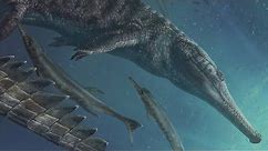 Machimosaurus: The Largest Amphibious Crocodile Relative of the Jurassic Period