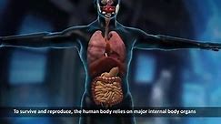 25 Major Organs of the body | A Guide on their locations and Functions