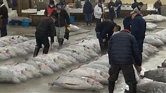 Tsukiji Fish Market Guide: Tuna Auction and Breakfast Odyssey