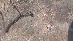 rathambore tigers., india - Dave Campbell's wildlife videos