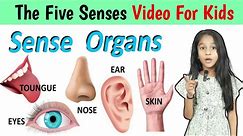 sense organs video for kids, how your senses work, The five senses,  video for kids @amritanchalstud