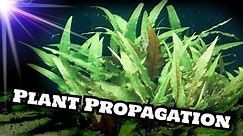 Cryptocoryne Wendtii Green (Plant Propagation)