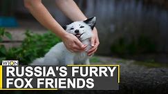 Domesticated foxes of Novosibirsk | A decades long scientific experiment of Russia | World News