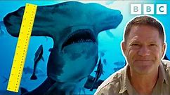 What Is THE BIGGEST SHARK Alive Today? 🦈 Shark Chat with Steve Backshall PART 2 | CBBC