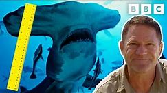 What Is THE BIGGEST SHARK Alive Today? 🦈 Shark Chat with Steve Backshall PART 2 | CBBC