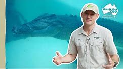 How do you move a croc across the country? | Australia Zoo Life