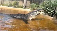 Cannibal- Our largest alligator bellowing. He is impressive!