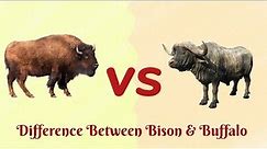 Bison VS Buffalo...Who is more Powerful?