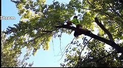 Tree cutting fails and idiots with chainsaws. FAIL COMPILATION 2017