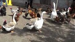 Gęsi kaczki kury indory - Świat zwierząt Witoldzin 17