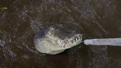 World's largest crocodile in captivity could be 120 years old