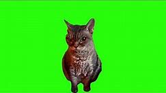 Grumpy cat meme Green screen