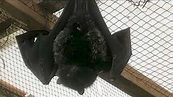 Birth of world’s rarest fruit bat caught on camera