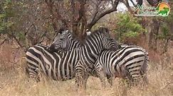 The Zebra—Africa's Wild Horse