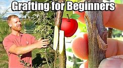 Apple Tree Grafting For Beginners - Learn How To Graft | Includes 6 Months of Updates