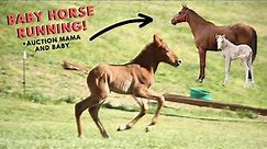 Baby Horse Explores Pasture + Auction Foal and Mama Quick Update
