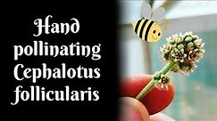 Hand pollinating Cephalotus follicularis flowers