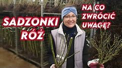 Sadzonki róż - różnice || Rozaria.pl