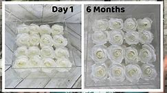 6 MONTHS UPDATE REVIEW - ROSE FOREVER New York Preserved Roses