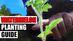 Watermelon Planting - The Complete Guide