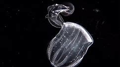 Swallowed Whole - a comb jelly preying on a comb jelly