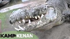 World's Largest Crocodile in Captivity : Kamp Kenan S3 Episode 10