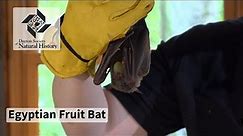 Animal Ambassador - Egyptian Fruit Bat