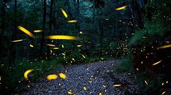 Rare Synchronous Fireflies Discovered On Grandfather Mountain - CBS Pittsburgh
