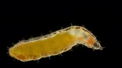 larva of an insect of the family Cecidomyiidae under a microscope