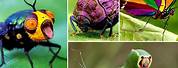 10 Cool Facts About Insects