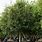 100 Gallon Live Oak Tree