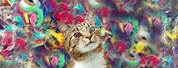 2048X1152 Trippy Cat Wallpaper
