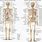 206 Bones Human Skeleton