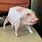 3D Paper Pig