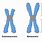 4 Types of Chromosomes