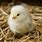 A Baby Chick