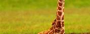 A Baby Giraffe