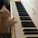 A Cat Playing a Piano