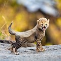 A Cheetah Cub
