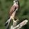 A Falcon Bird