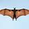 A Flying Bat
