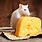 A Mouse Eating Cheese