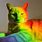 A Rainbow Cat