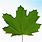 Acer Platanoides Leaf