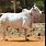 Adamawa Cattle