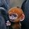 Adorable Baby Apes