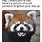Adorable Panda Memes