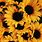 Aesthetic Sunflower Yellow Background