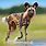 African Dogs Pets